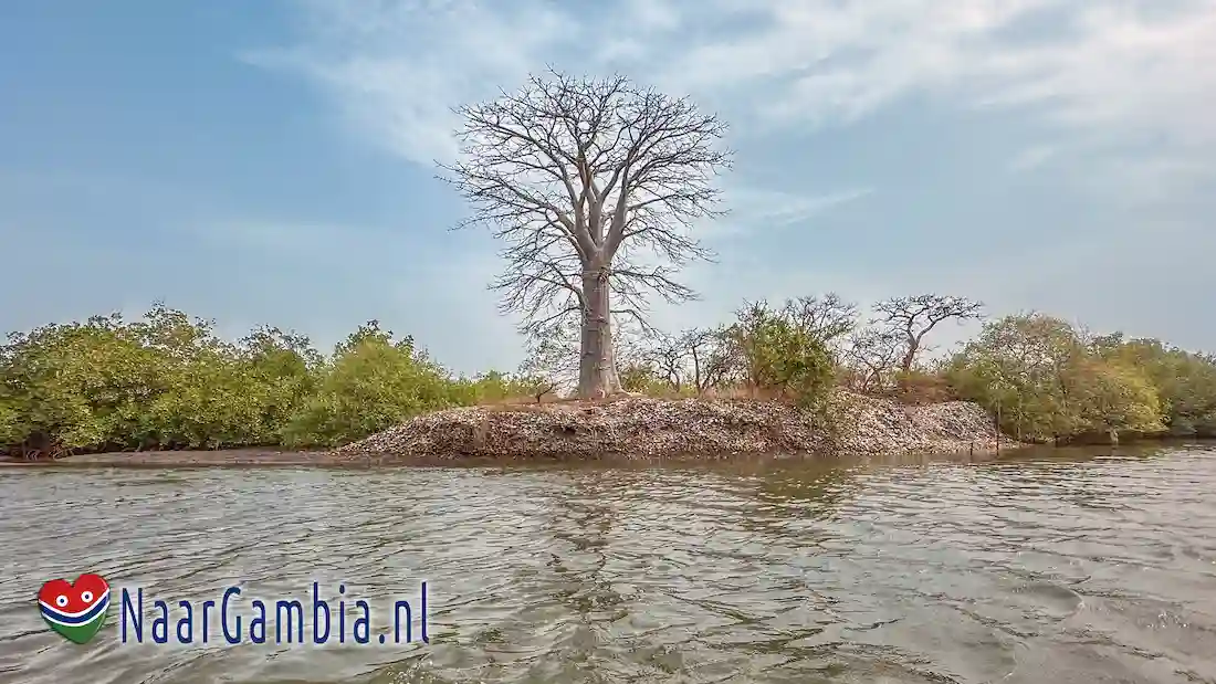 Baobab boom.