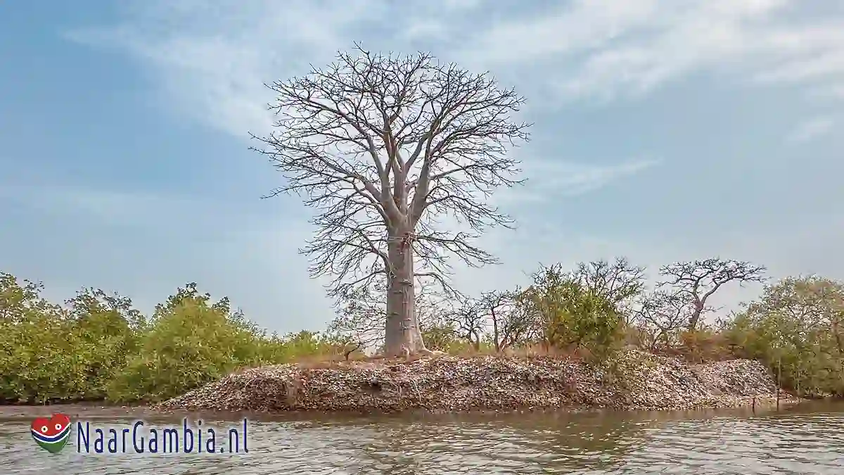 Baobab boom.