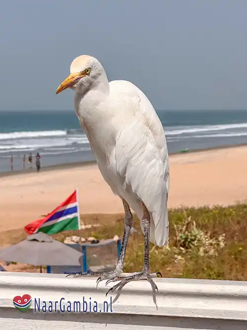 Koereiger