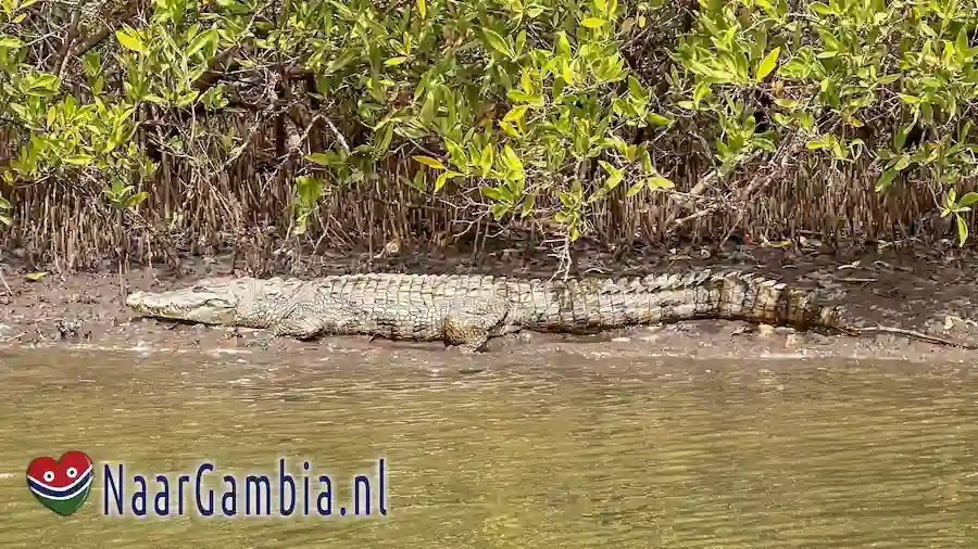 Krokodil in de Halahin rivier.