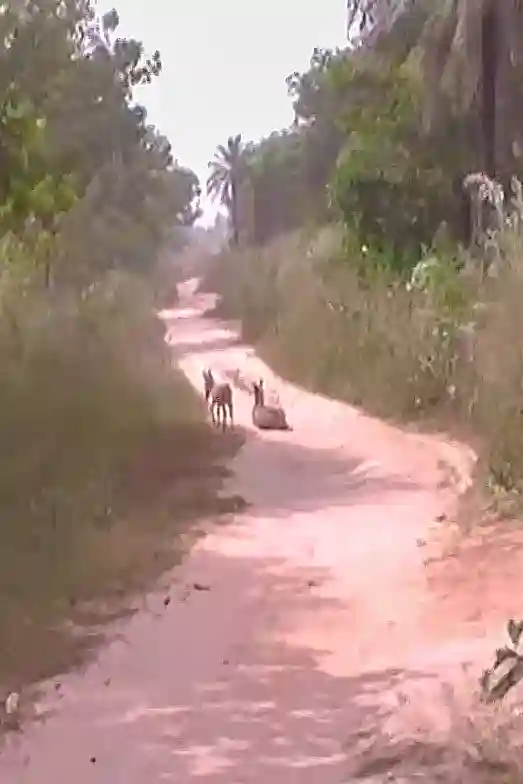 Ezels op de zandweg in Gambia.