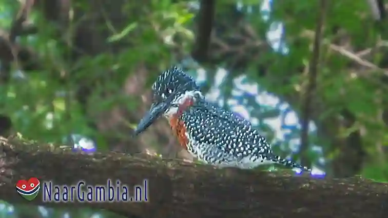 Afrikaanse reuzenijsvogel 